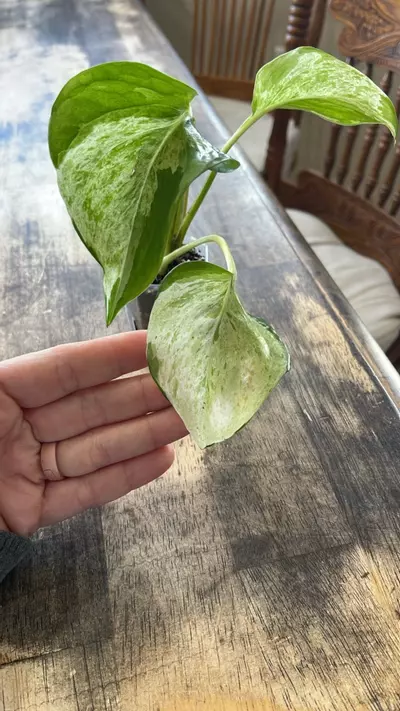 plant/#100 Manjula Pothos-1-thumbnail