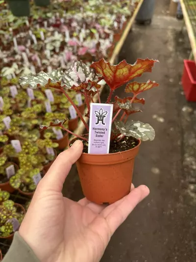 plant/Begonia Harmony’s twisted sister 4” pot growers choice-6-thumbnail