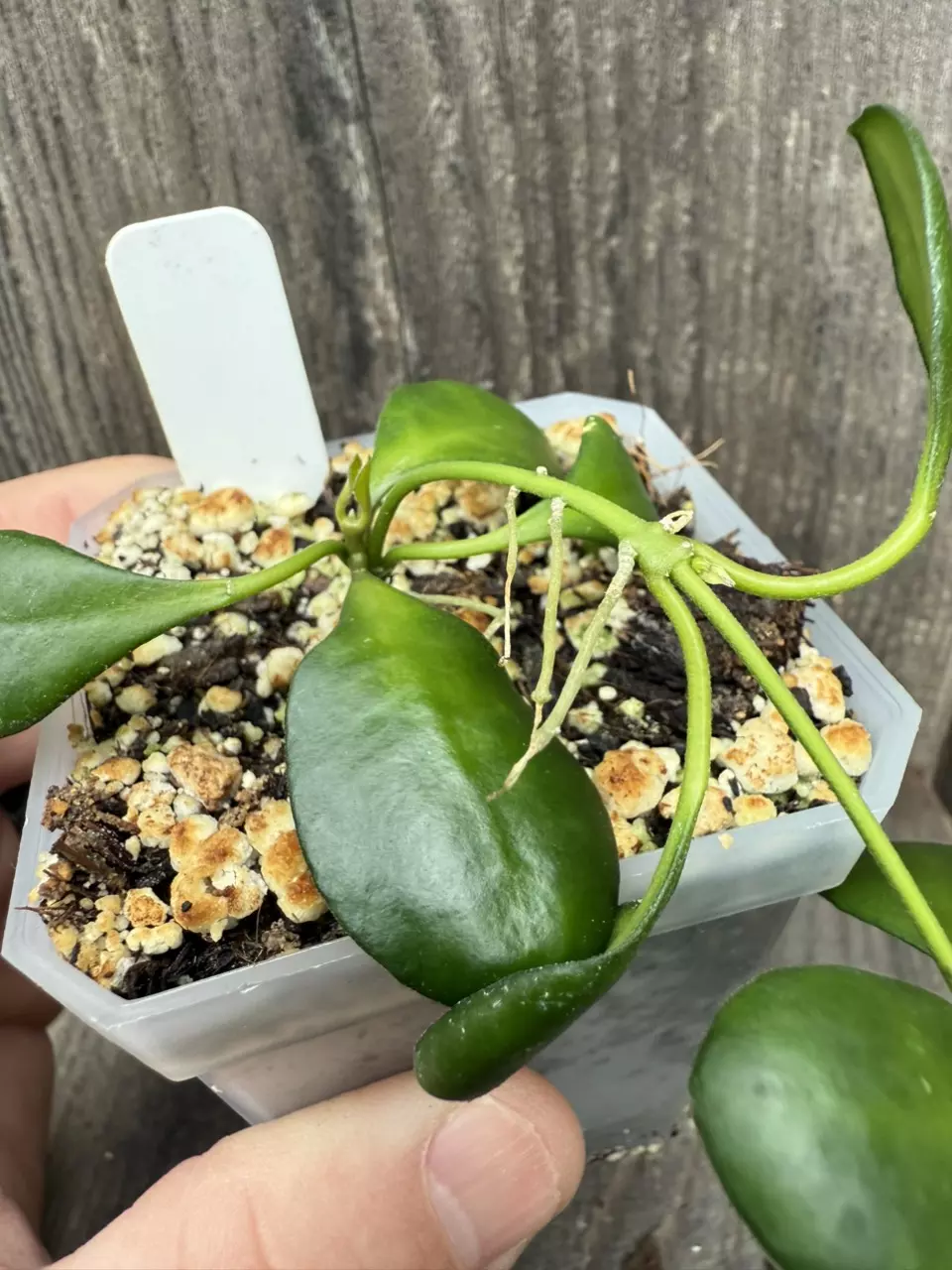 plant/Hoya heuschkeliana yellow flower-2