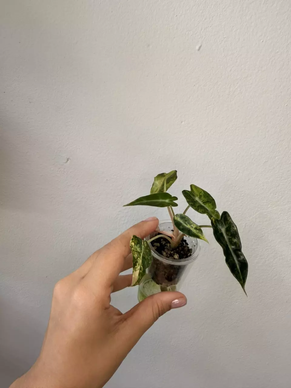 plant/Alocasia Bambino Aurea Pup-1