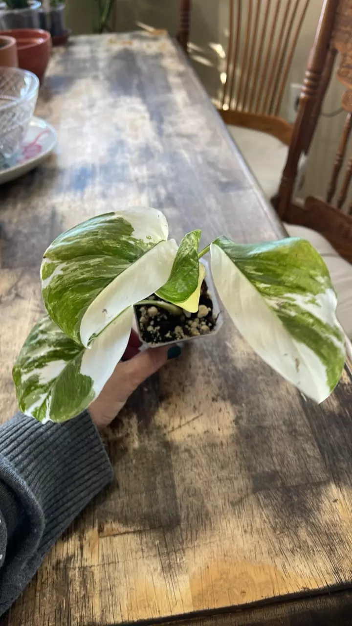 plant/#102 Monstera Lechleriana-0