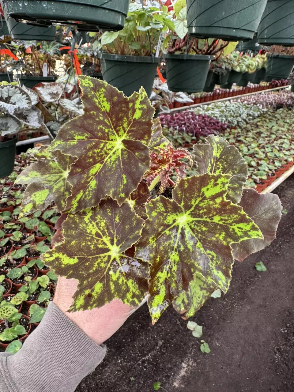 plant/Begonia phoes butterscotch 4” pot growers choice-0