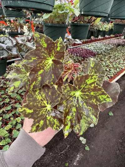 plant/Begonia phoes butterscotch 4” pot growers choice-0-thumbnail