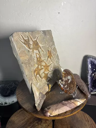 plant/Fossilized Christmas Bundle-4-thumbnail