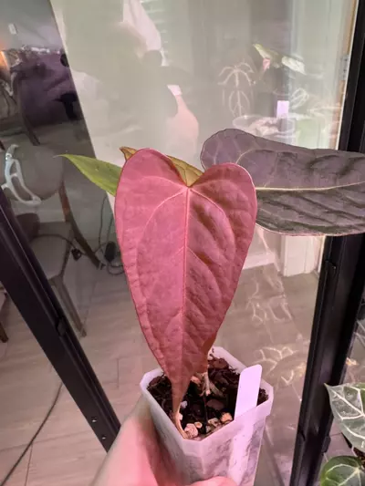 plant/Leland Miyano x Delta Dawn-0-thumbnail