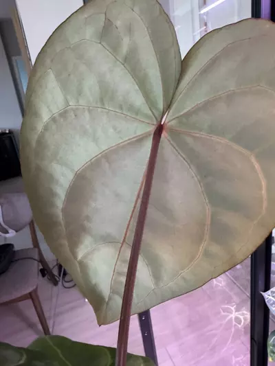 plant/(Stripey Mag x carla.) #4 x (Circus Peanuts x carla.) #2 - understoryoasis-2-thumbnail