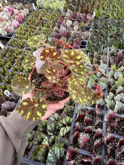 plant/Begonia Kit Kat 4” pot growers choice-5-thumbnail