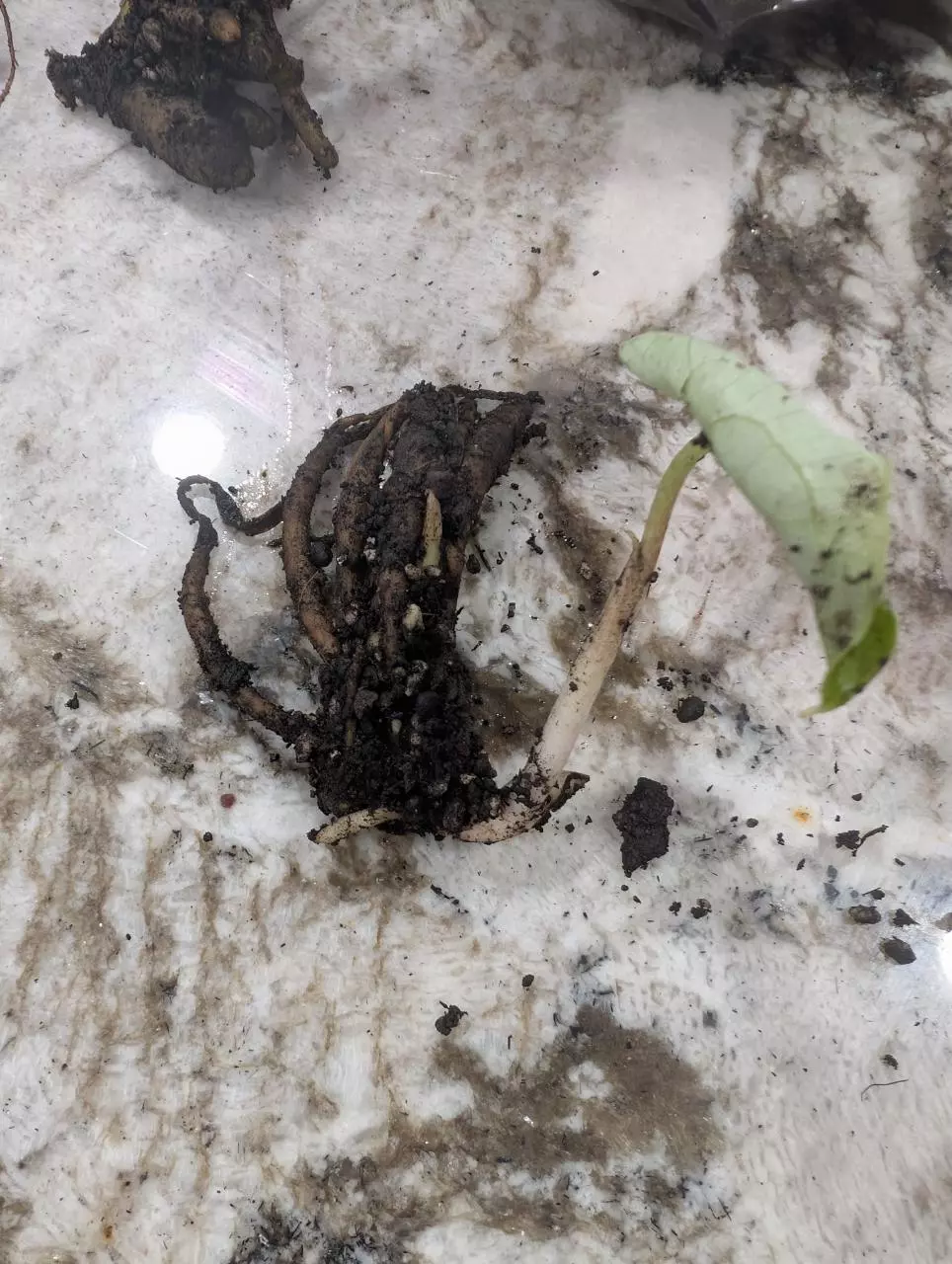 plant/Stylochaeton Bogneri RHIZOME CLUSTER #2-0