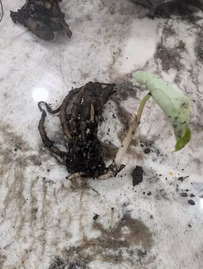 plant/Stylochaeton Bogneri RHIZOME CLUSTER #2-0-thumbnail