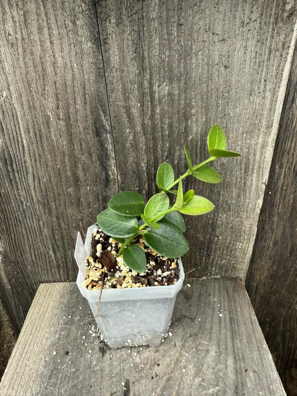 plant/Hoya cumingiana-0