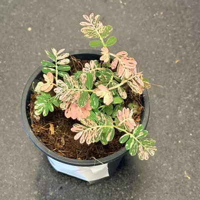 plant/Variegated phyllanthus urinaria pink “sensitive plant”-0-thumbnail