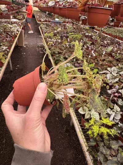 plant/Begonia deco checks 4” pot growers choice-5-thumbnail