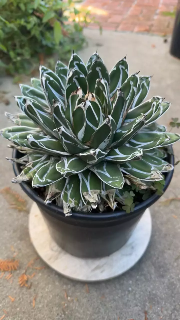 plant/Agave Victoria Regina-3
