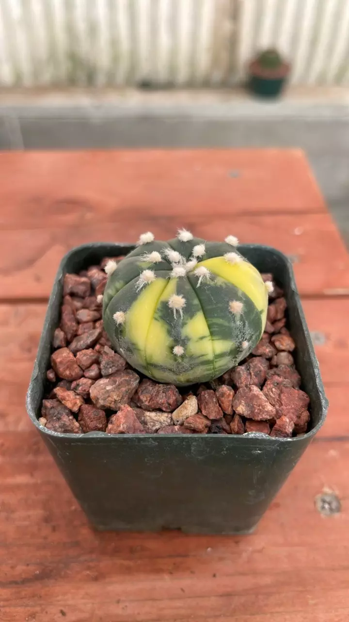 plant/Ps524 astrophytum asterias variegated-0