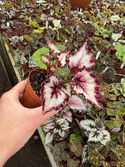 plant/Begonia Harmony’s flame song 4” pot growers choice-4-thumbnail