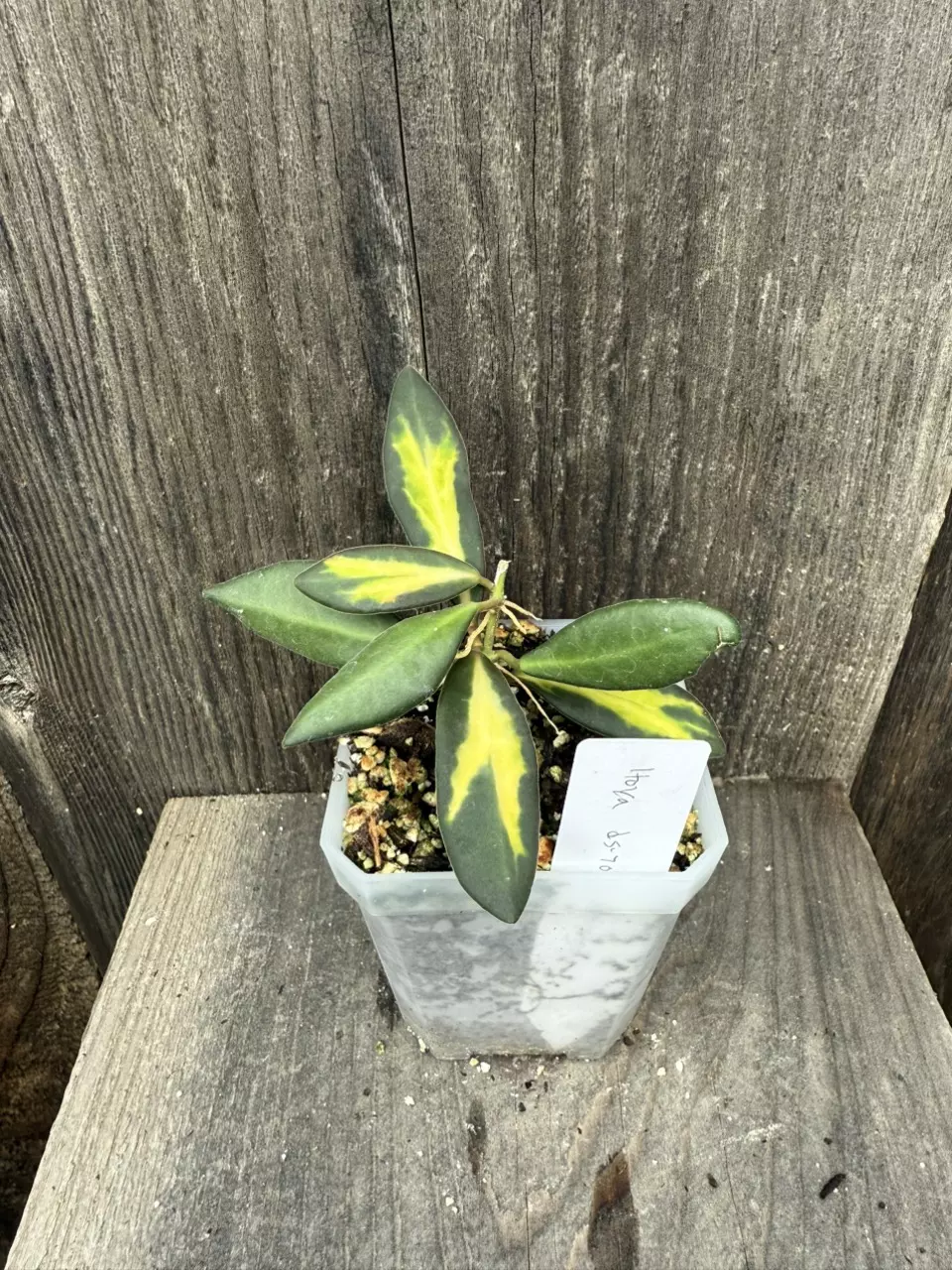 plant/Hoya ds-70 variegated-0