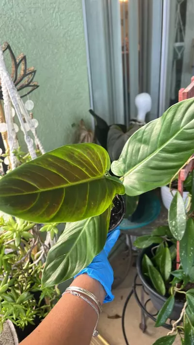 plant/Philodendron subhastatum-0-thumbnail