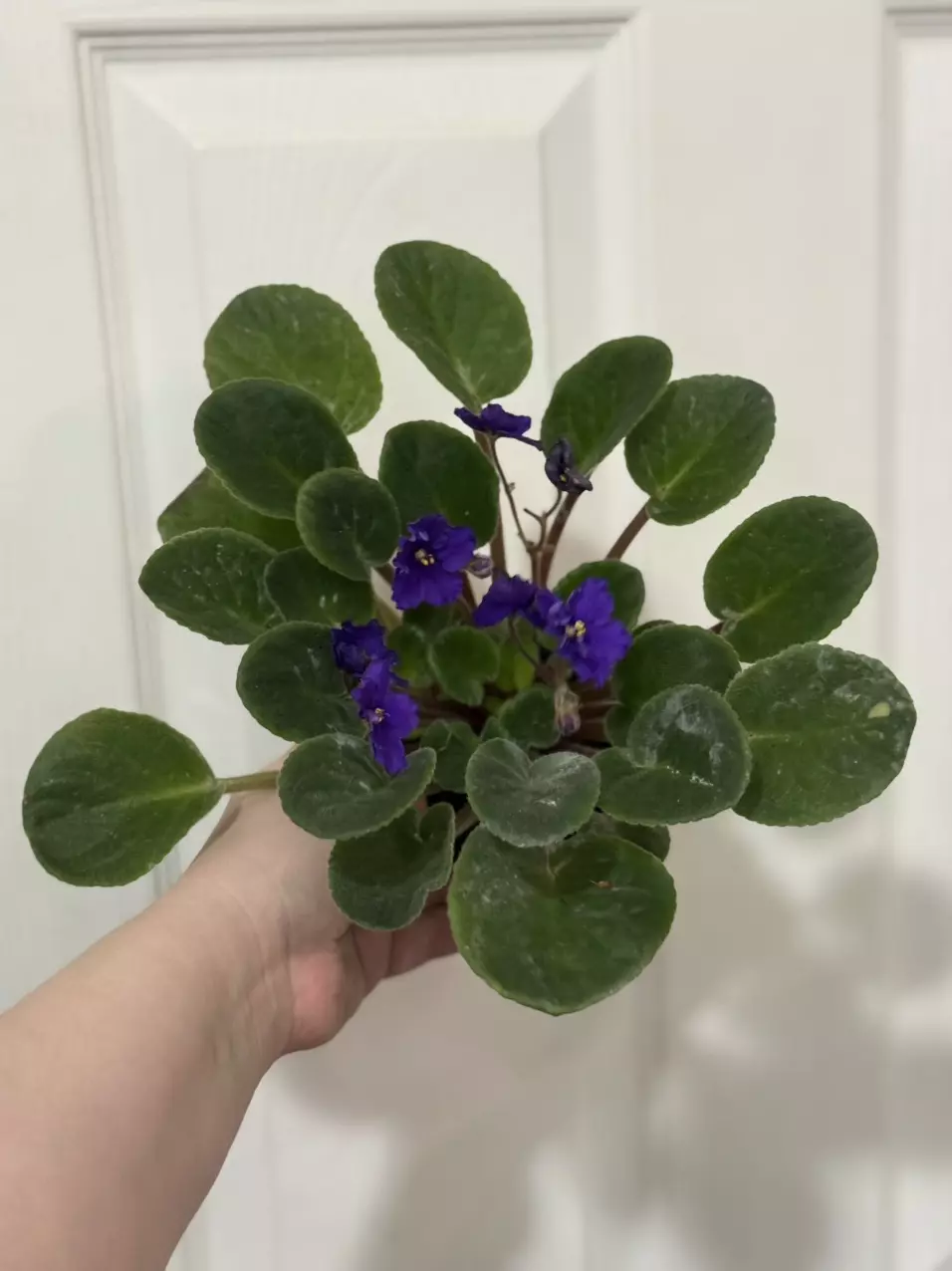 plant/African Violet-1