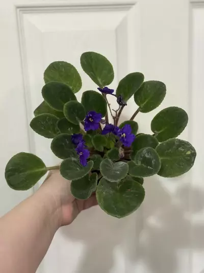 plant/African Violet-1-thumbnail