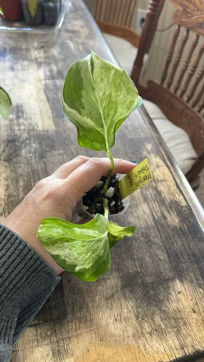 plant/#99 Manjula Pothos-0-thumbnail