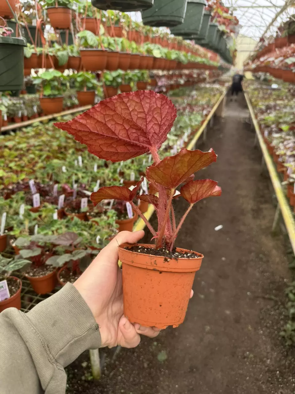 plant/Begonia oteka 4” pot growers choice-6