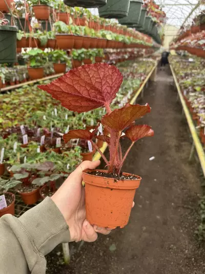 plant/Begonia oteka 4” pot growers choice-6-thumbnail