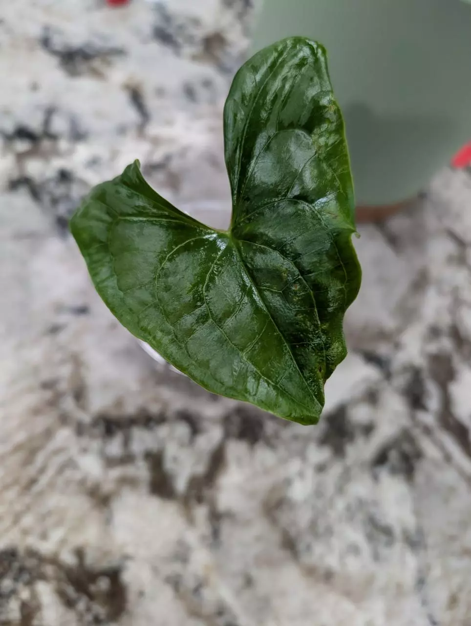 plant/Stylochaeton Bogneri plant #1-0