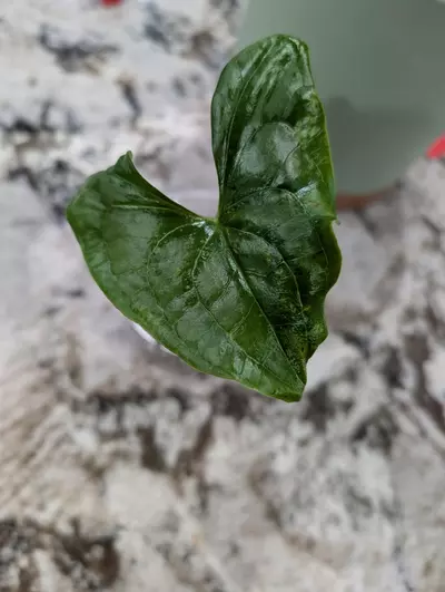 plant/Stylochaeton Bogneri plant #1-0-thumbnail