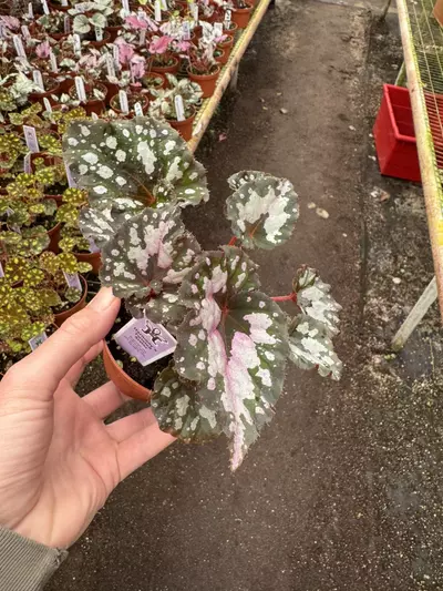 plant/Begonia Harmony’s twisted sister 4” pot growers choice-2-thumbnail