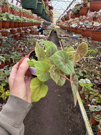 plant/Begonia sericoneura var lindeyana 4” pot growers choice-3-thumbnail