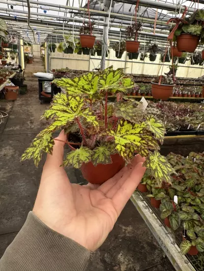 plant/Begonia phoes cleo 4” pot growers choice-5-thumbnail