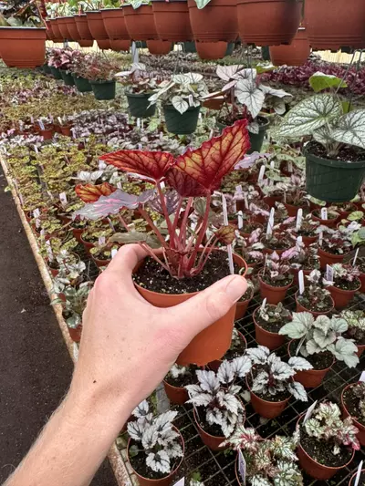 plant/Begonia Harmony’s red hots 4” pot growers choice-5-thumbnail