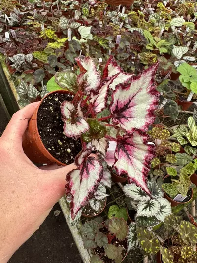plant/Begonia Harmony’s flame song 4” pot growers choice-3-thumbnail