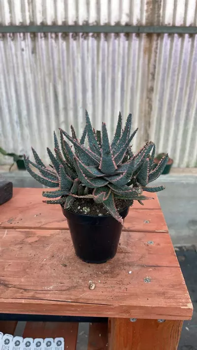 plant/Ps596 aloe purple haze-1-thumbnail