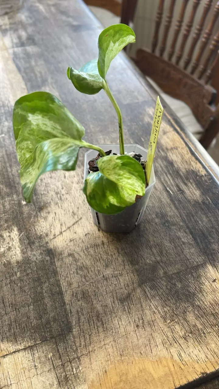plant/#99 Manjula Pothos-1