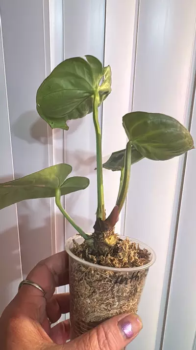 plant/Big silver chrome anthurium-1-thumbnail