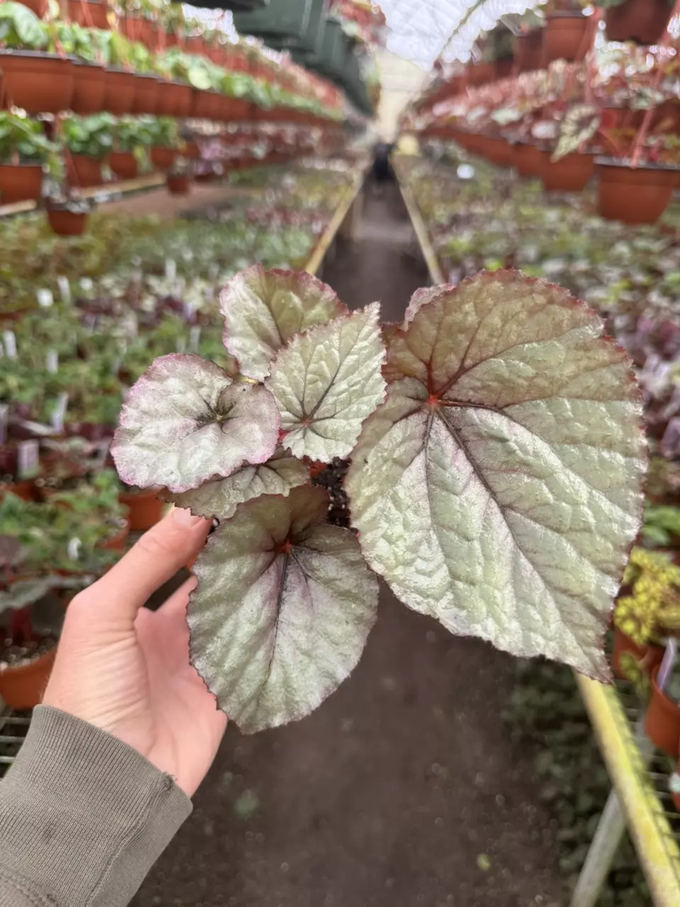 plant/Begonia oteka 4” pot growers choice-1