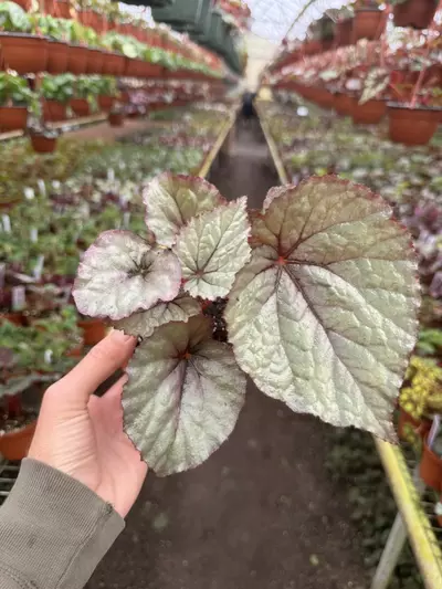 plant/Begonia oteka 4” pot growers choice-1-thumbnail