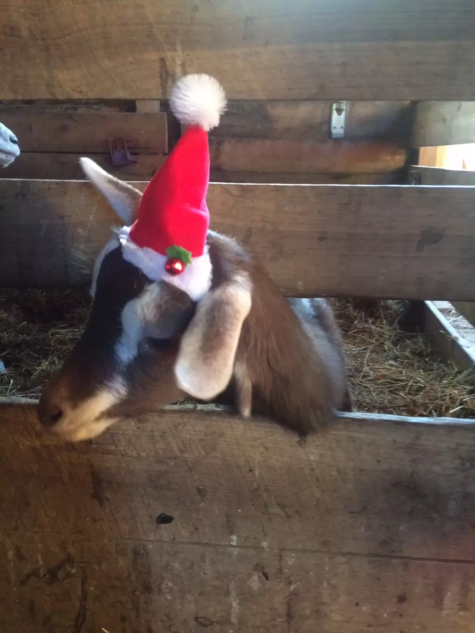 plant/Holidays Hoya Hook Up Bundle-4