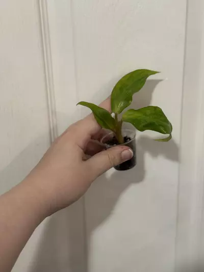 plant/Philodendron Orange Marmalade-0-thumbnail