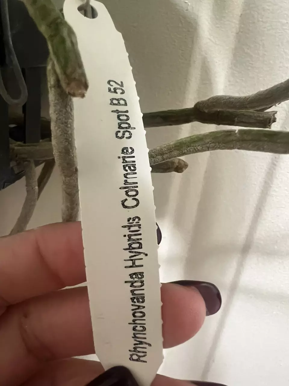 plant/Rhynchostylis gigantea spots b52 - in full bloom as of 12/10-8