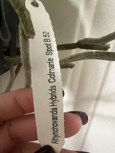 plant/Rhynchostylis gigantea spots b52 - in full bloom as of 12/10-8-thumbnail