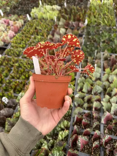 plant/Begonia Kit Kat 4” pot growers choice-6-thumbnail