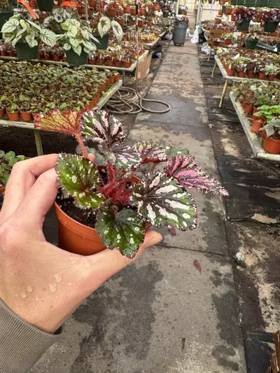 plant/Begonia Lacey clossom 4” pot growers choice-4-thumbnail