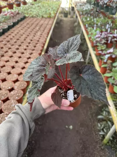 plant/Begonia taconite 4” pot growers choice-4-thumbnail