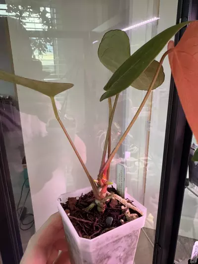 plant/Leland Miyano x Delta Dawn-2-thumbnail