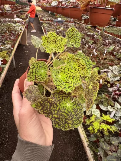 plant/Begonia deco checks 4” pot growers choice-4-thumbnail