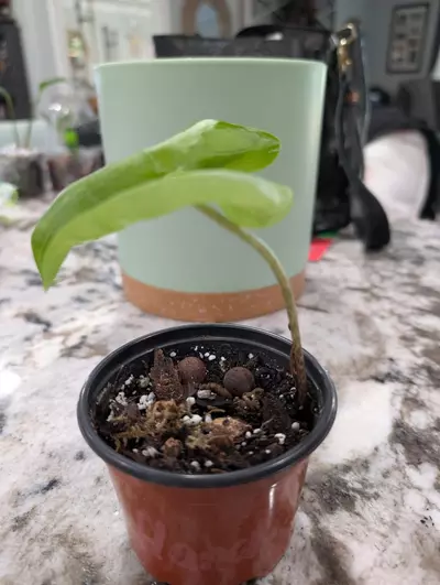 plant/Stylochaeton Bogneri plant #2-1-thumbnail