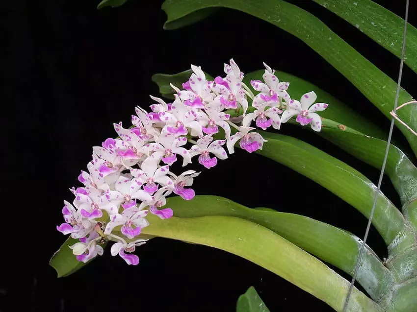 plant/Rhynchostylis gigantea spots b52 - in full bloom as of 12/10-1