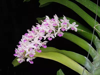 plant/Rhynchostylis gigantea spots b52 - in full bloom as of 12/10-1-thumbnail